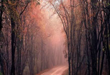 北京首钢队近期比赛状态火热，连胜势不可挡